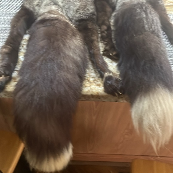 Elegant Fox wrap full bodies - Picture 9 of 13